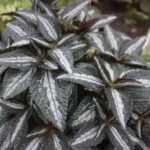 AUTO-DRAFT от Завода ФЛОРА