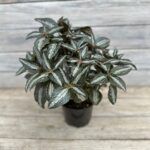 AUTO-DRAFT от Завода ФЛОРА