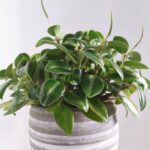 AUTO-DRAFT от Завода ФЛОРА