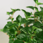 AUTO-DRAFT от Завода ФЛОРА