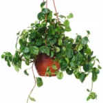 AUTO-DRAFT от Завода ФЛОРА