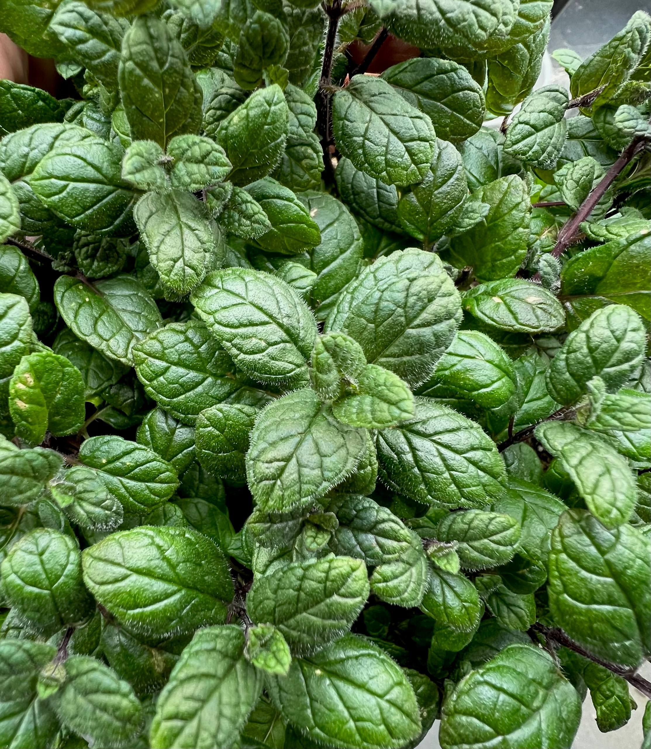 Мята из Феса от Завода ФЛОРА