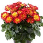 AUTO-DRAFT от Завода ФЛОРА