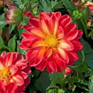 AUTO-DRAFT от Завода ФЛОРА