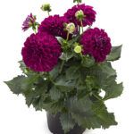 AUTO-DRAFT от Завода ФЛОРА