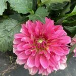 AUTO-DRAFT от Завода ФЛОРА