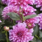 AUTO-DRAFT от Завода ФЛОРА