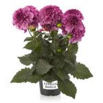 AUTO-DRAFT от Завода ФЛОРА