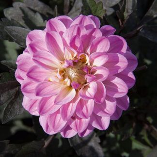 AUTO-DRAFT от Завода ФЛОРА