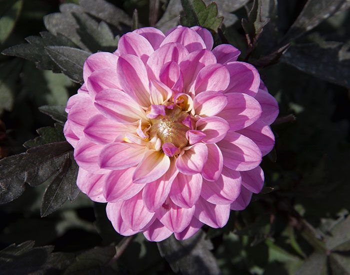 AUTO-DRAFT от Завода ФЛОРА