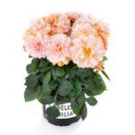 AUTO-DRAFT от Завода ФЛОРА