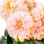 AUTO-DRAFT от Завода ФЛОРА