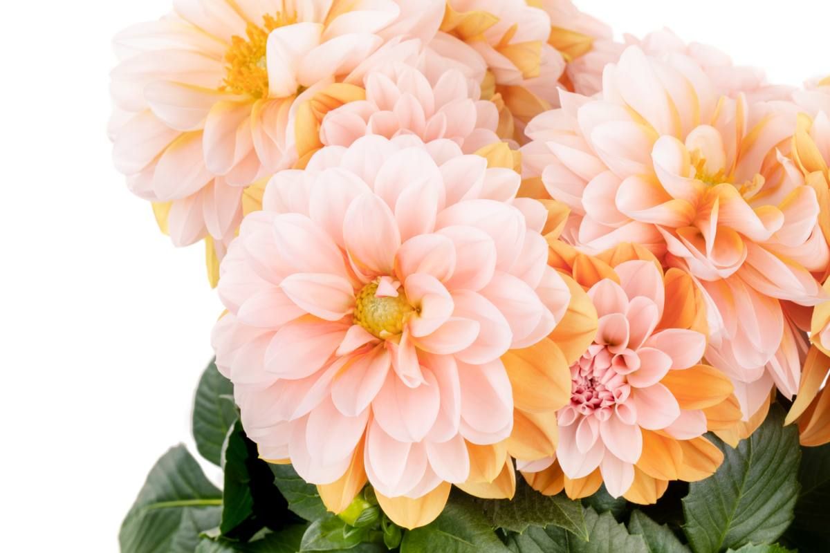 AUTO-DRAFT от Завода ФЛОРА