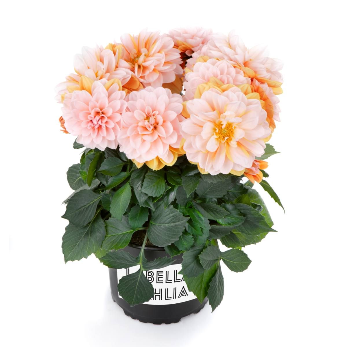 AUTO-DRAFT от Завода ФЛОРА