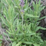 AUTO-DRAFT от Завода ФЛОРА