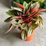 AUTO-DRAFT от Завода ФЛОРА