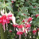 AUTO-DRAFT от Завода ФЛОРА