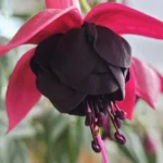 AUTO-DRAFT от Завода ФЛОРА