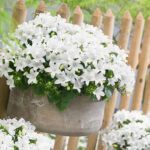 Кампанула Невеста 0,1л от Завода ФЛОРА