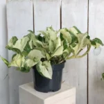 Эпипремнум Хэппи Лиф (срез/2 узла) от Завода ФЛОРА