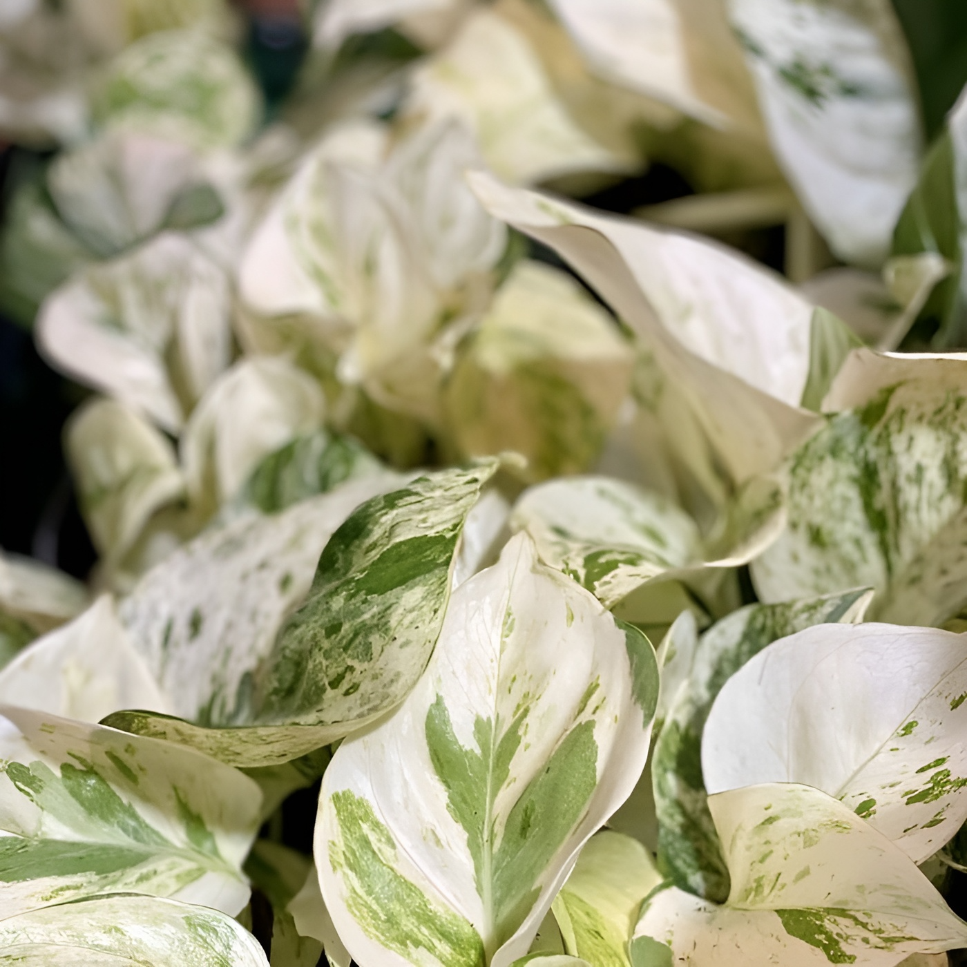 AUTO-DRAFT от Завода ФЛОРА