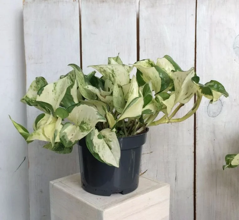 AUTO-DRAFT от Завода ФЛОРА