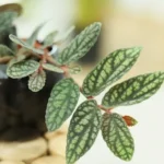 AUTO-DRAFT от Завода ФЛОРА