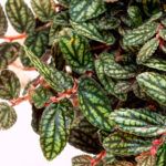 AUTO-DRAFT от Завода ФЛОРА