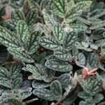 AUTO-DRAFT от Завода ФЛОРА