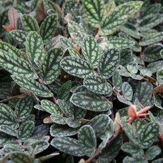 AUTO-DRAFT от Завода ФЛОРА