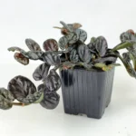 AUTO-DRAFT от Завода ФЛОРА