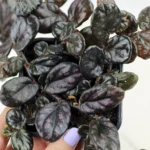 AUTO-DRAFT от Завода ФЛОРА