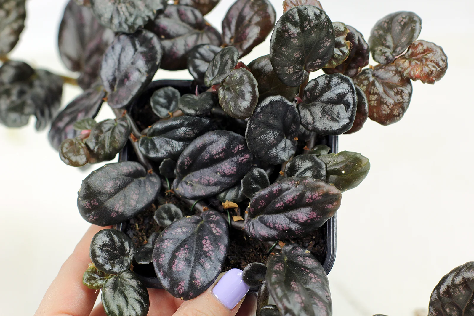 AUTO-DRAFT от Завода ФЛОРА