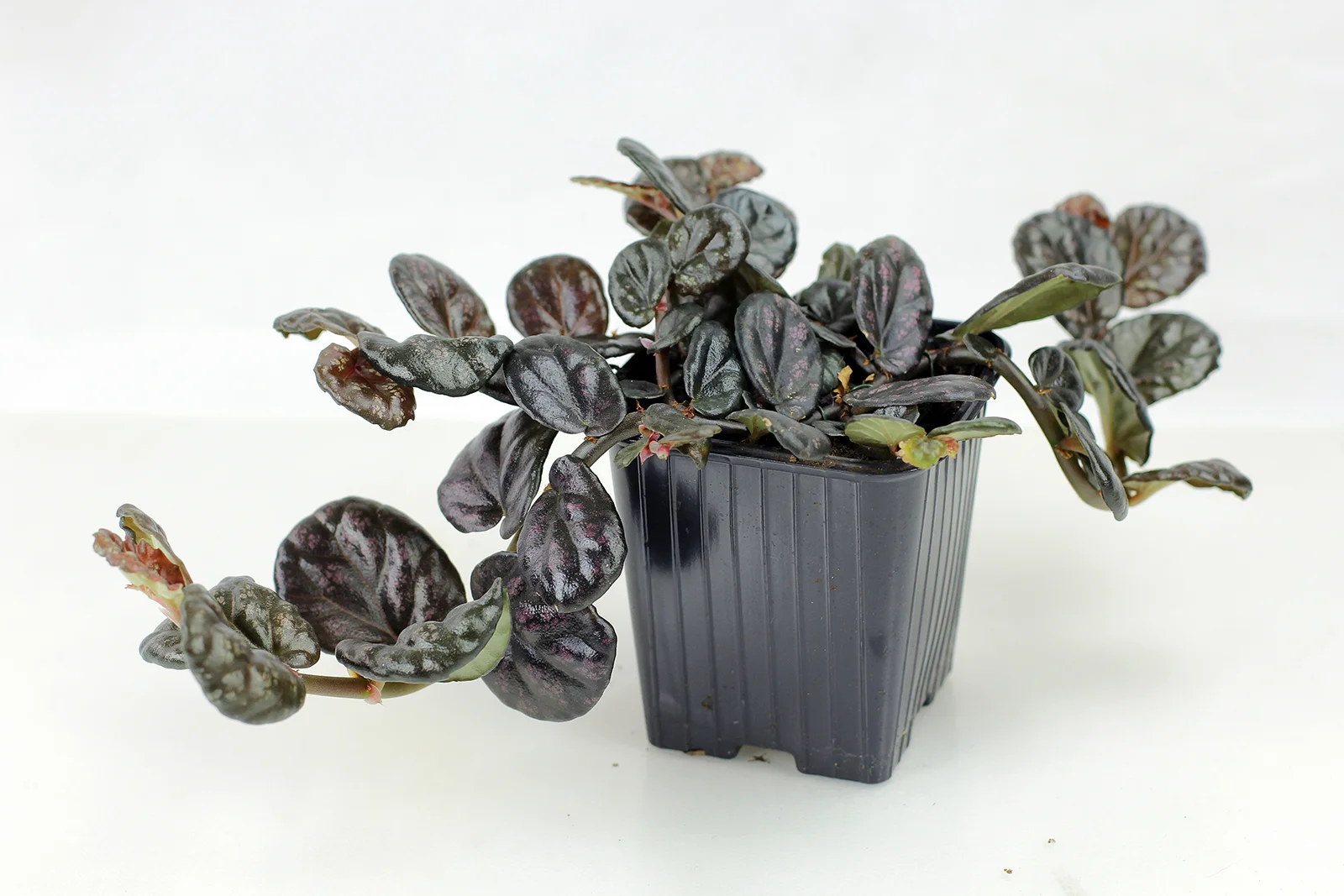 AUTO-DRAFT от Завода ФЛОРА