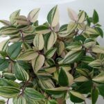 AUTO-DRAFT от Завода ФЛОРА