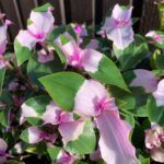 Традесканция Застенчивая невеста от Завода ФЛОРА