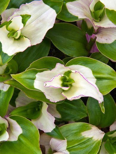 Традесканция Застенчивая невеста от Завода ФЛОРА