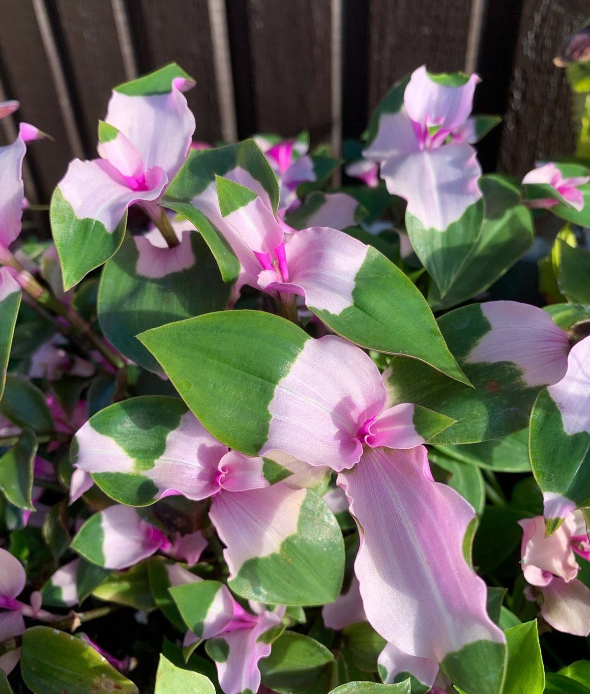 Традесканция Застенчивая невеста от Завода ФЛОРА