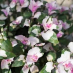 AUTO-DRAFT от Завода ФЛОРА