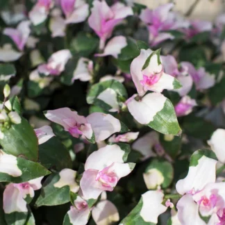 AUTO-DRAFT от Завода ФЛОРА