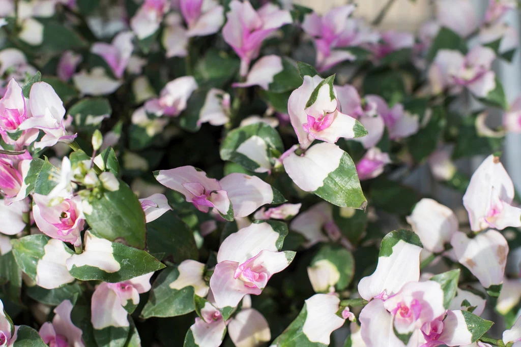 AUTO-DRAFT от Завода ФЛОРА