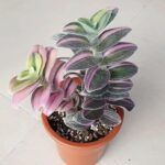 AUTO-DRAFT от Завода ФЛОРА