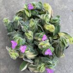 AUTO-DRAFT от Завода ФЛОРА