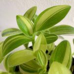 AUTO-DRAFT от Завода ФЛОРА