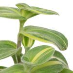 AUTO-DRAFT от Завода ФЛОРА