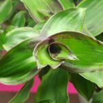 AUTO-DRAFT от Завода ФЛОРА