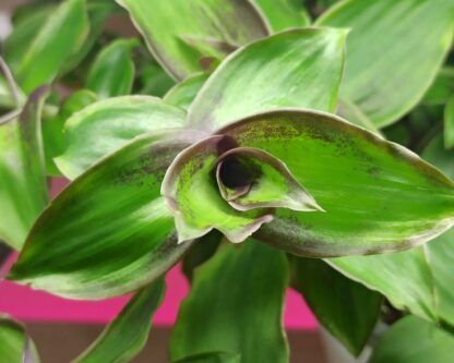 AUTO-DRAFT от Завода ФЛОРА