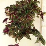 AUTO-DRAFT от Завода ФЛОРА