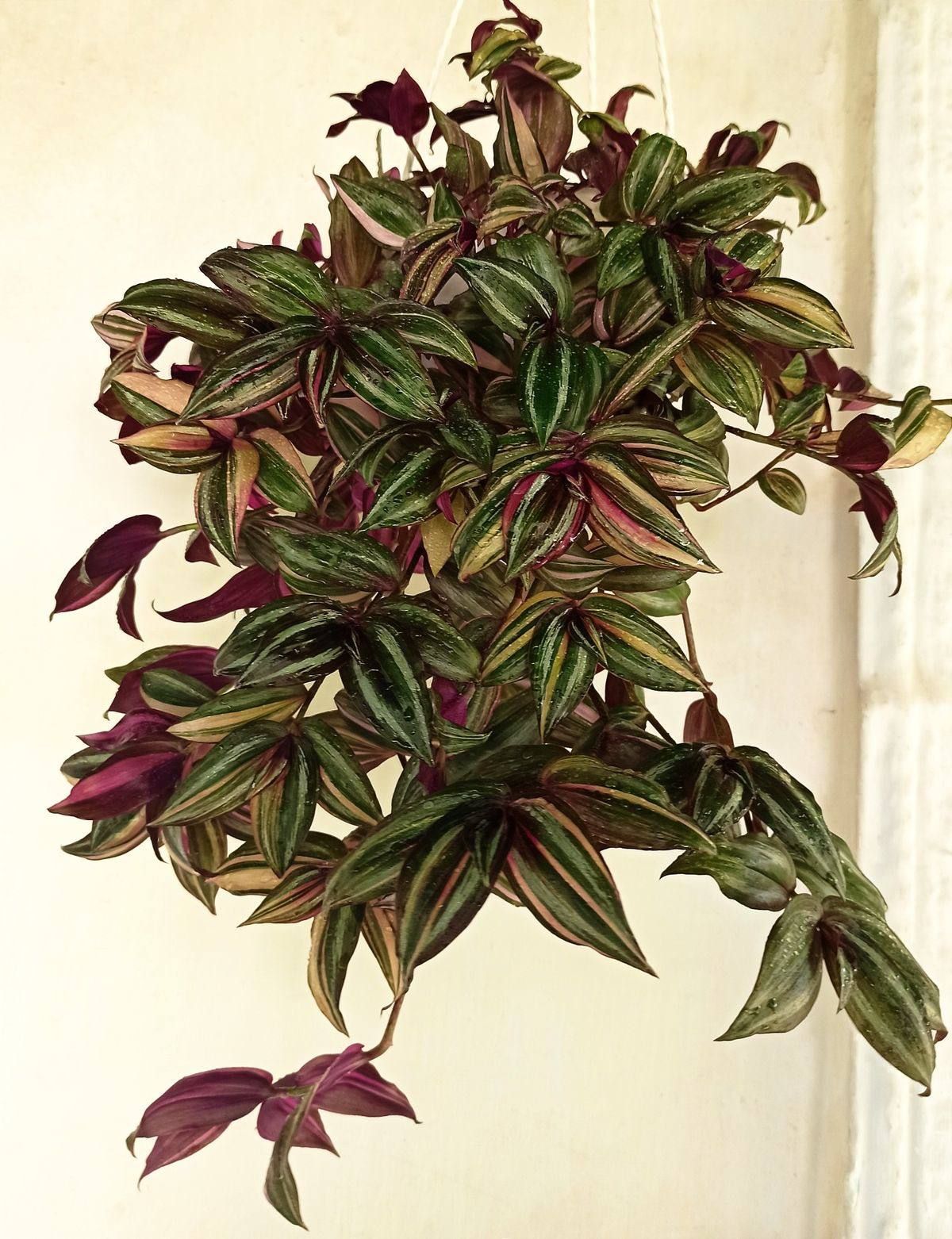 AUTO-DRAFT от Завода ФЛОРА