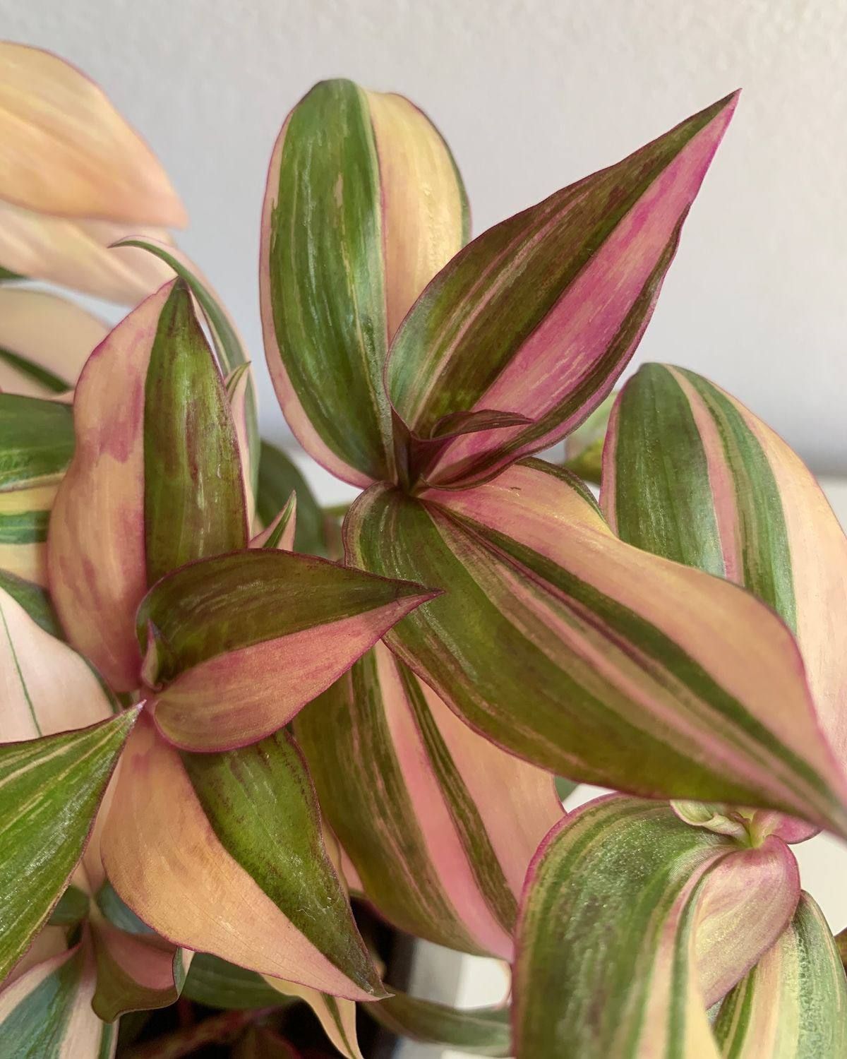 AUTO-DRAFT от Завода ФЛОРА